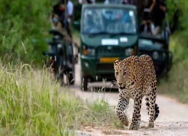 Leopard Safari Jaipur (1).jpg